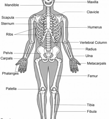 Skeletal System